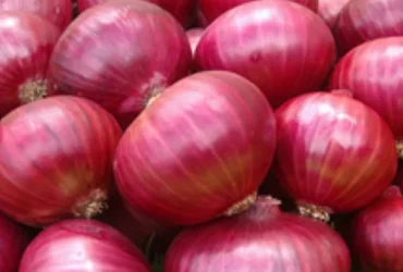 Onion for whole sale