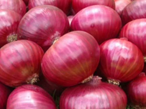Onion for whole sale