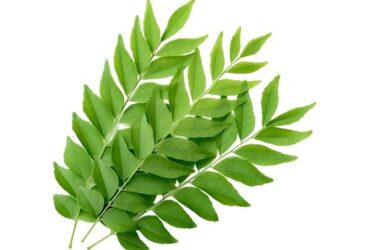 Curry leaves