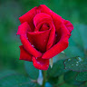 Gaurav