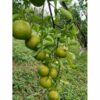 Oranges per kg