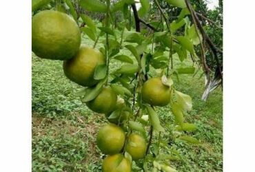 Oranges per kg