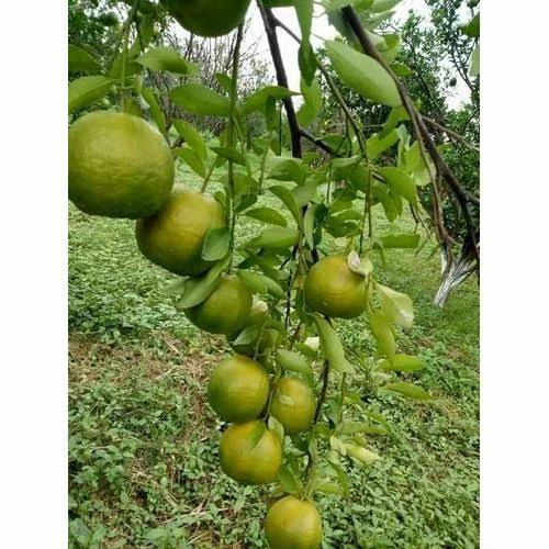 Oranges per kg