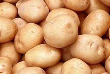 “150 कट्टे बढ़िया आलू (Wholesale Fresh Potatoes)”