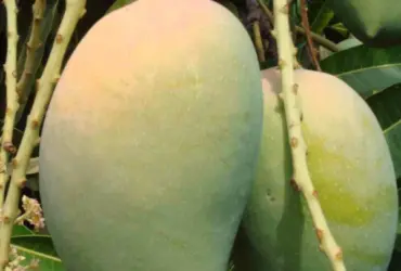 kesar mangoes of shaurastra