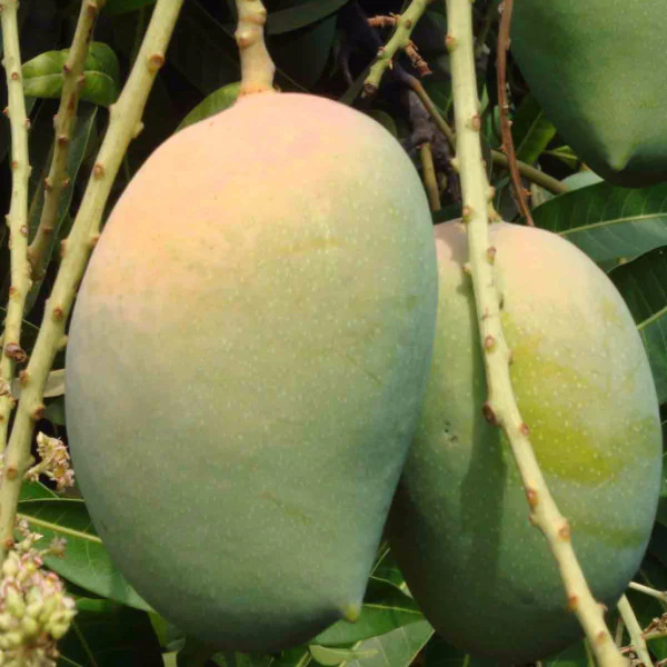 kesar mangoes of shaurastra