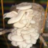 Oyster Mashroom