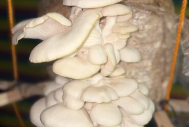 Oyster Mashroom
