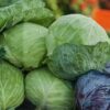 Cabbage
