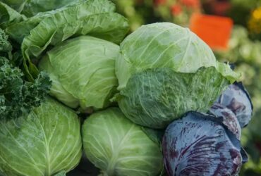 Cabbage