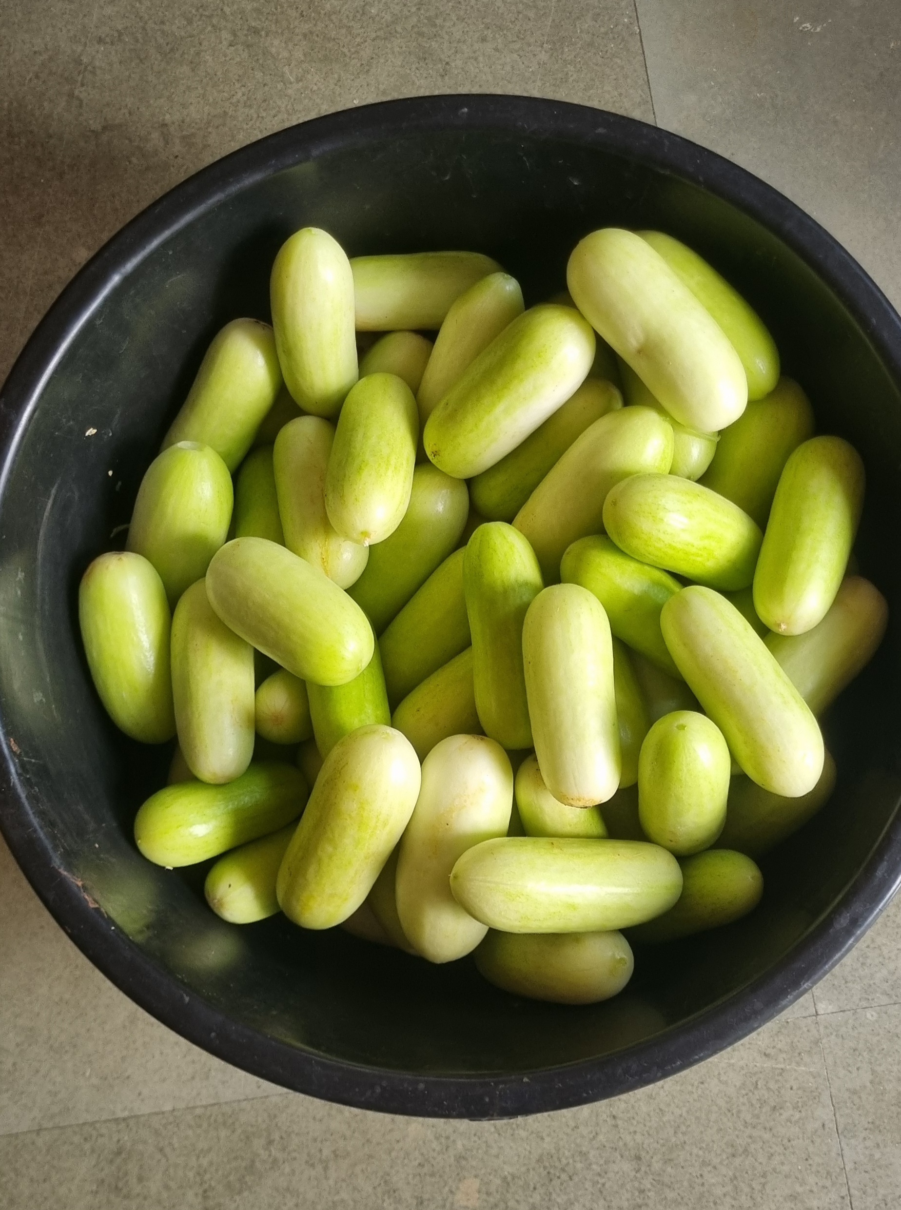 A-Grade British Type Shinefit Cucumber-20kg -crate-Polyhouse Grown