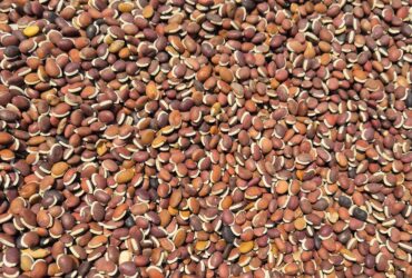 Dry Hyacinth Bean [dry anapa ginjalu] 100% natural