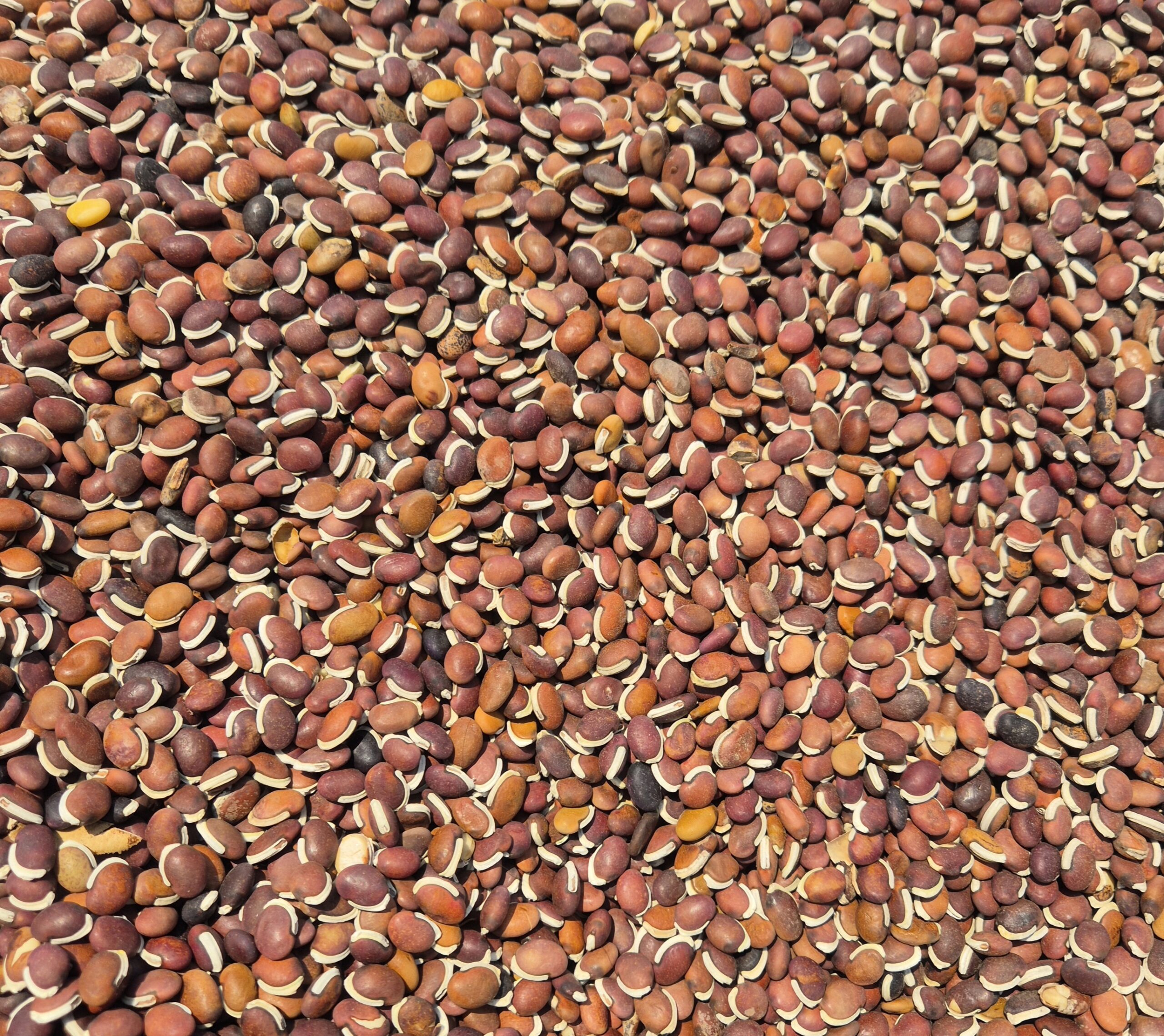 Dry Hyacinth Bean [dry anapa ginjalu] 100% natural