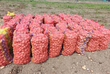 Fresh Potato (Jyoti)