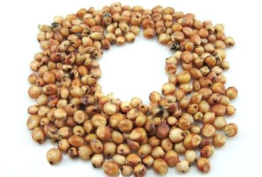 Sugarcane seed(CLOK 92)