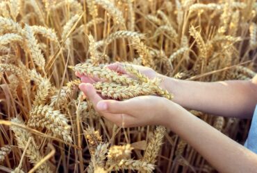 शेतातील ऑरगॅनिक गहू