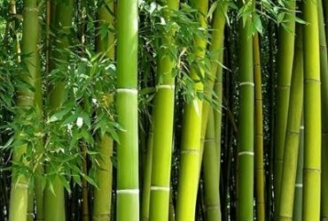 500 Bamboo