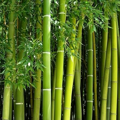 500 Bamboo