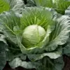 cabbage