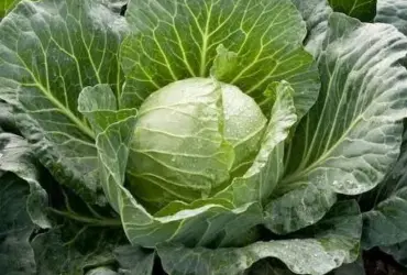 cabbage