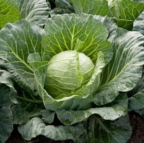 cabbage
