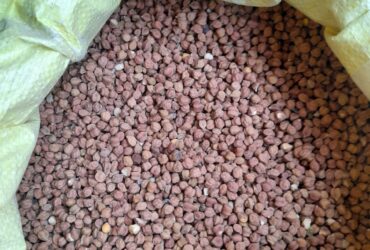 Fresh Wheat and Black Gram (Kale Chane) for Sale – Direct from Farmer