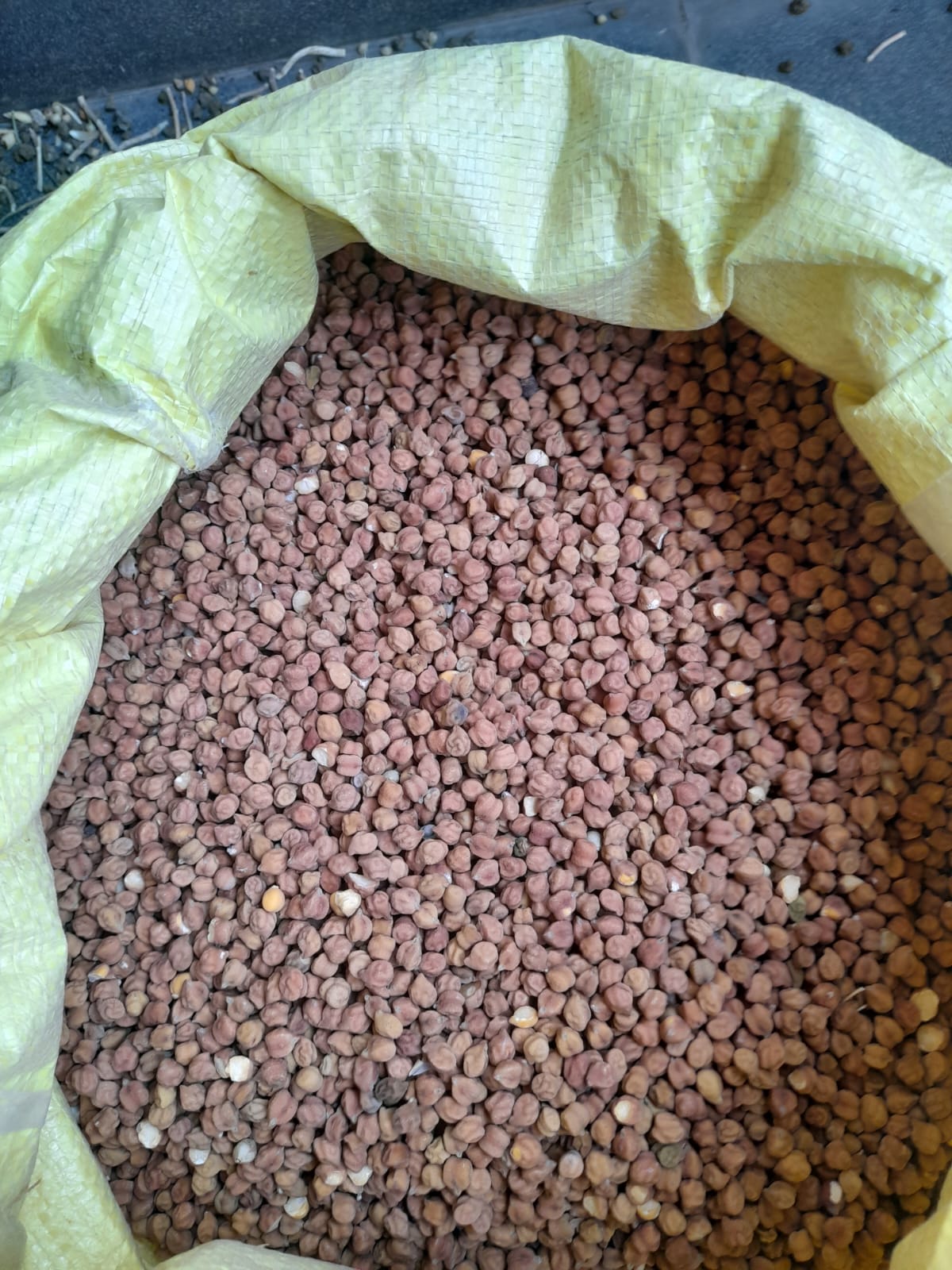 Fresh Wheat and Black Gram (Kale Chane) for Sale – Direct from Farmer