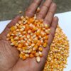 Maize available nearly 10000 mt