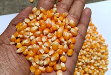 Maize available nearly 10000 mt