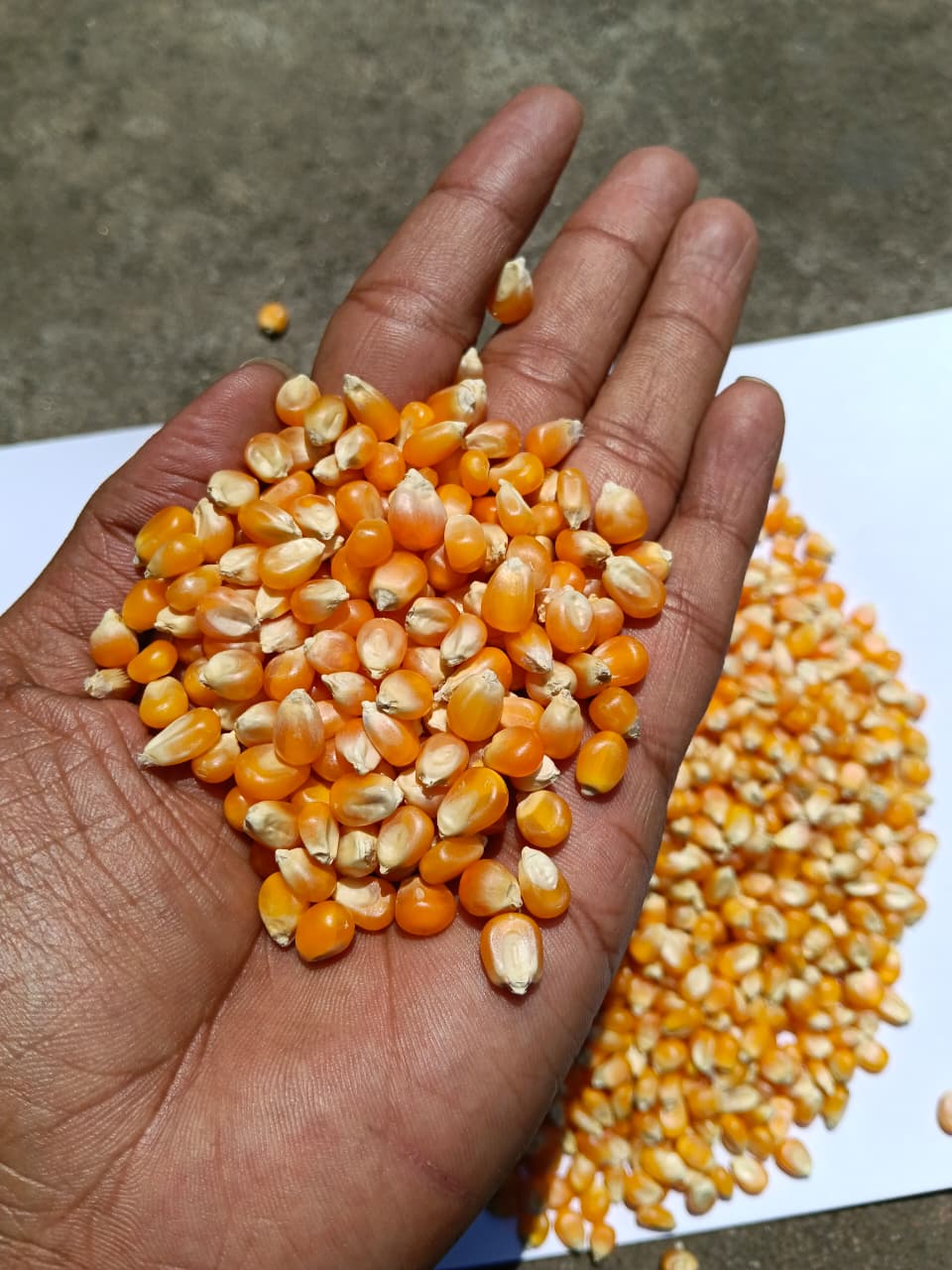 Maize available nearly 10000 mt