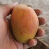 Kesar Mango