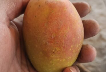 Kesar Mango