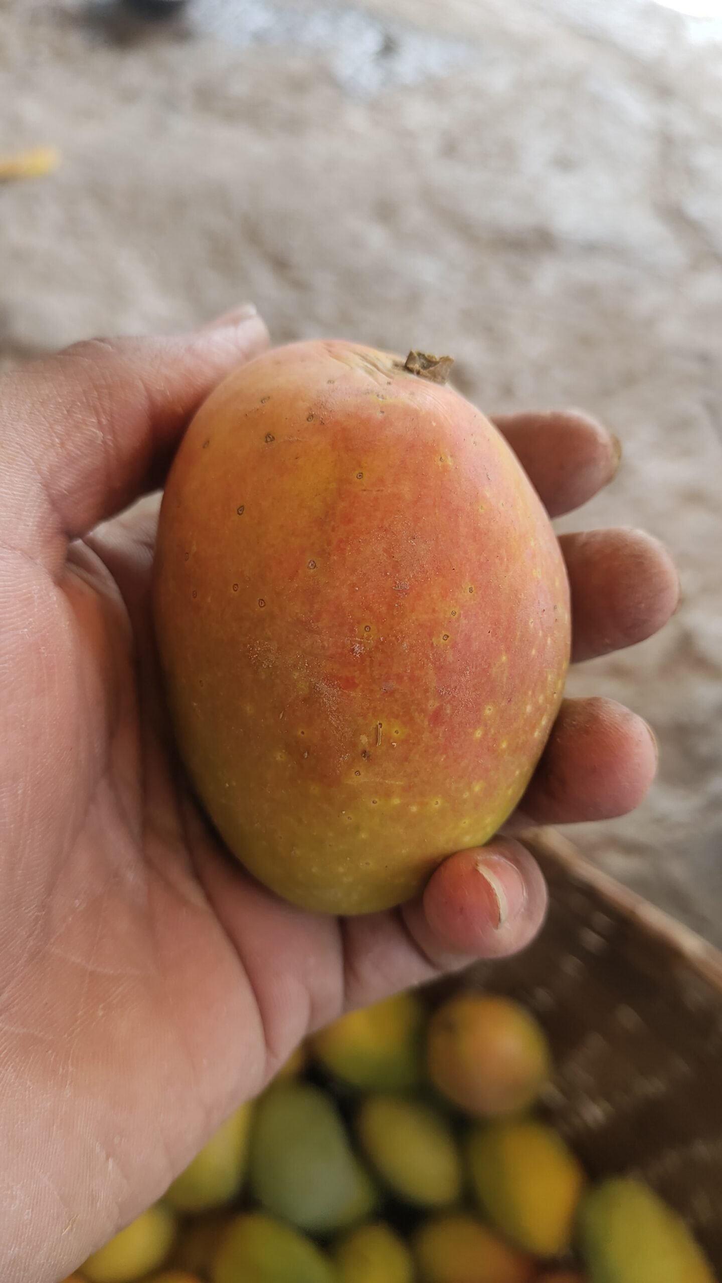 Kesar Mango