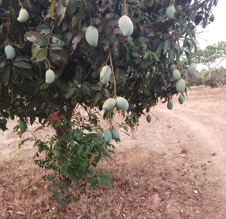 Organic Mangoes for Sale