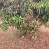 Organic Mangoes for Sale