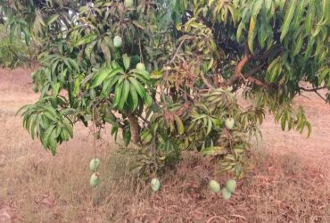 Organic Mangoes for Sale