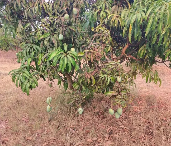 Organic Mangoes for Sale