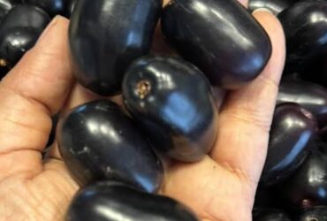 Sweet jamun available…