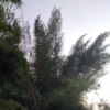 Big Bamboo