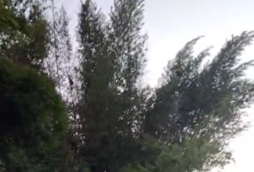 Big Bamboo