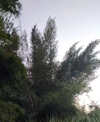 Big Bamboo
